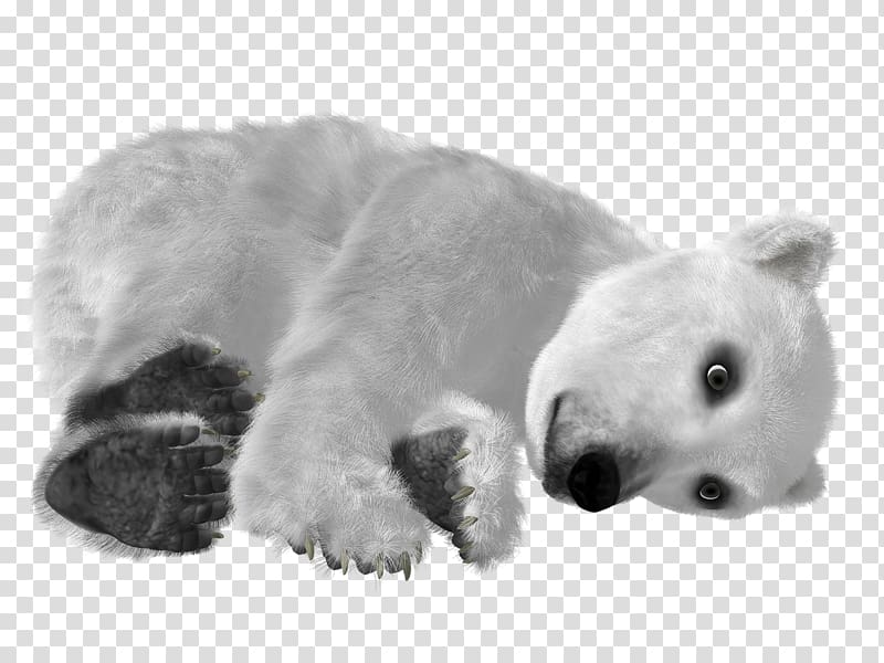 Baby Polar Bear Asian black bear , White polar bear transparent background PNG clipart