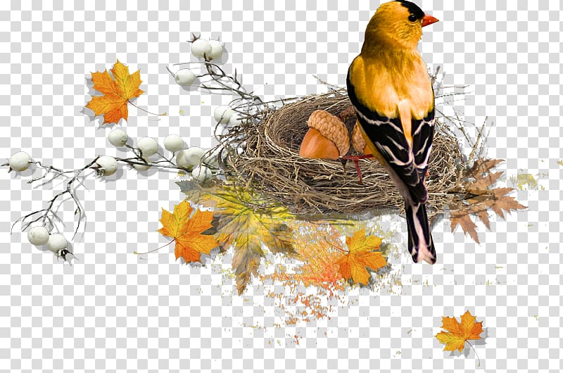 Bird nest American robin , Bird transparent background PNG clipart