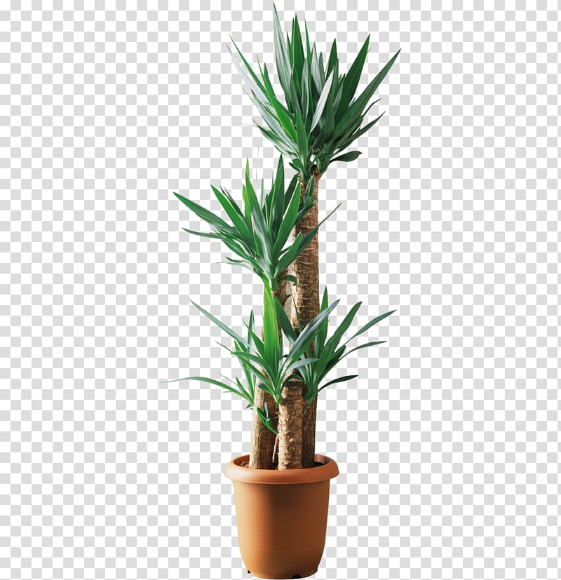 Yucca filamentosa Lucky bamboo Plant Tree Dracaena fragrans, Scattered potted palm tree transparent background PNG clipart