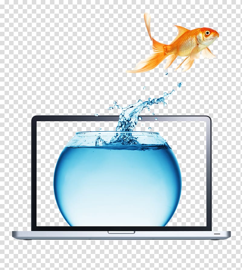 Carassius auratus , Goldfish and laptop transparent background PNG clipart