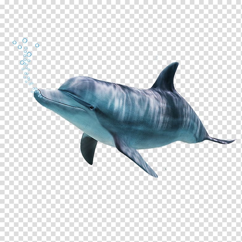 Spinner dolphin Common bottlenose dolphin Short-beaked common dolphin Rough-toothed dolphin Tucuxi, dolphin transparent background PNG clipart