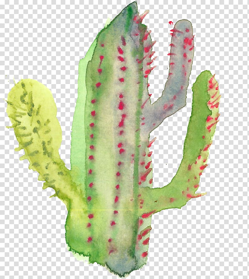 Cactaceae Succulent plant, cactus transparent background PNG clipart