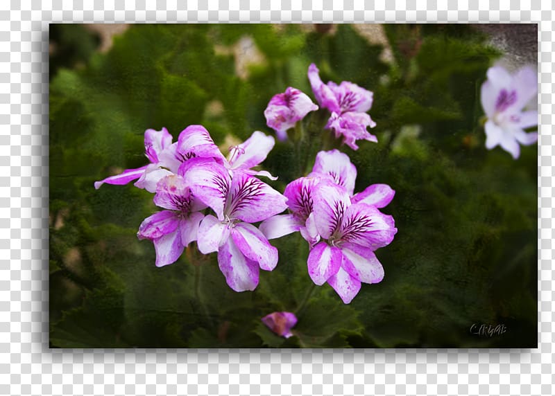 Crane\'s-bill Violet Annual plant Vervain Herbaceous plant, violet transparent background PNG clipart