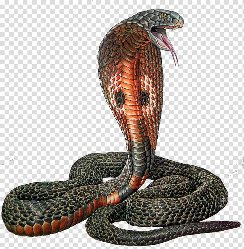 black and brown cobra snake , Rattlesnake Reptile Indian cobra, fond transparent background PNG clipart