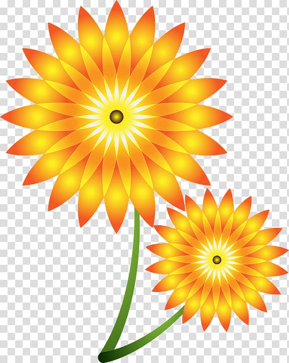 Common sunflower , kwiatysloneczniki transparent background PNG clipart