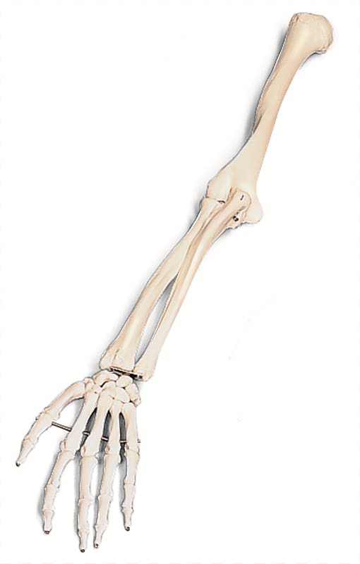 Arm Human skeleton Bone , Skeleton Arm transparent ...