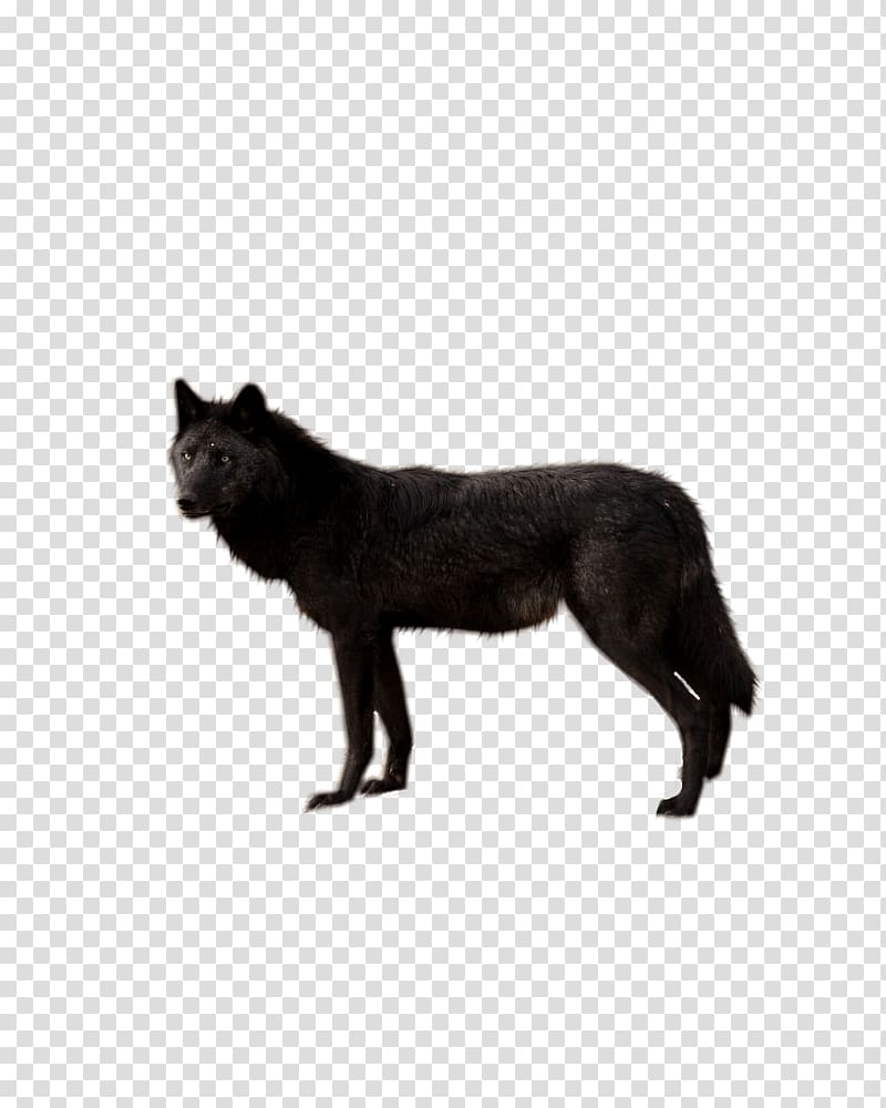 Wolfdog Cat, Wolf transparent background PNG clipart