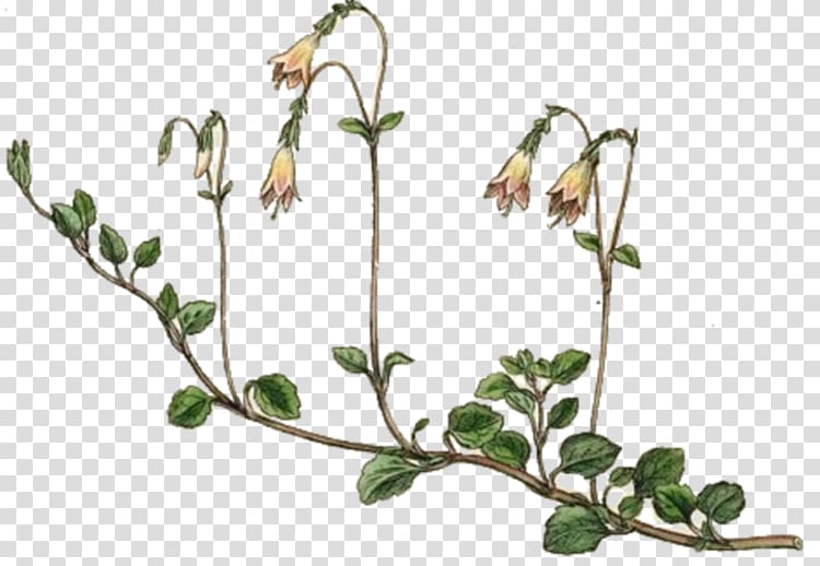 Twinflower Genetic engineering Ecology Genetics Plants, others transparent background PNG clipart