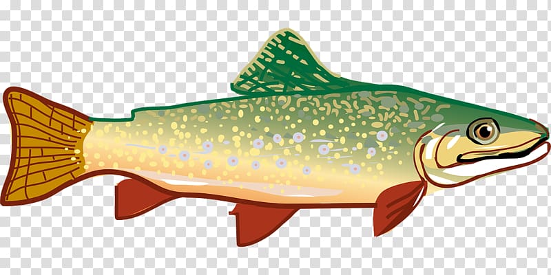 Rainbow trout , Slender fish transparent background PNG clipart
