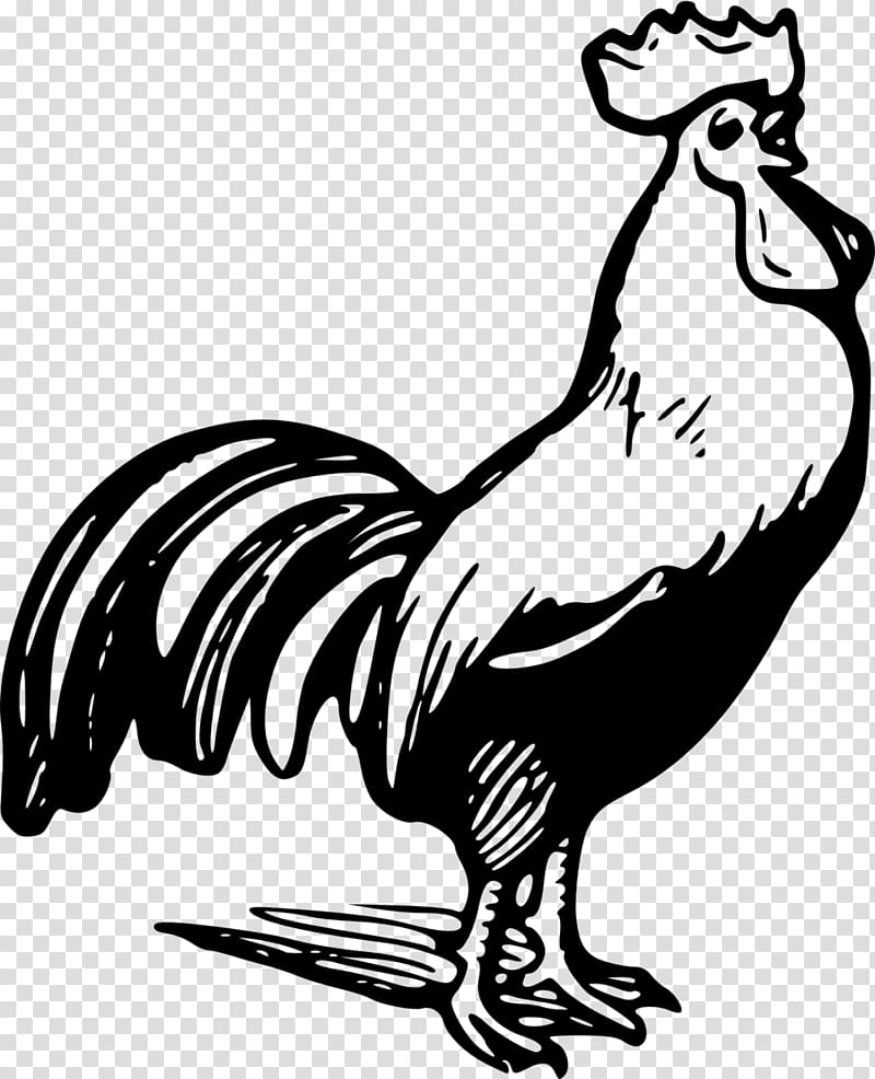 Plymouth Rock chicken Rooster Black and white , rooster transparent background PNG clipart