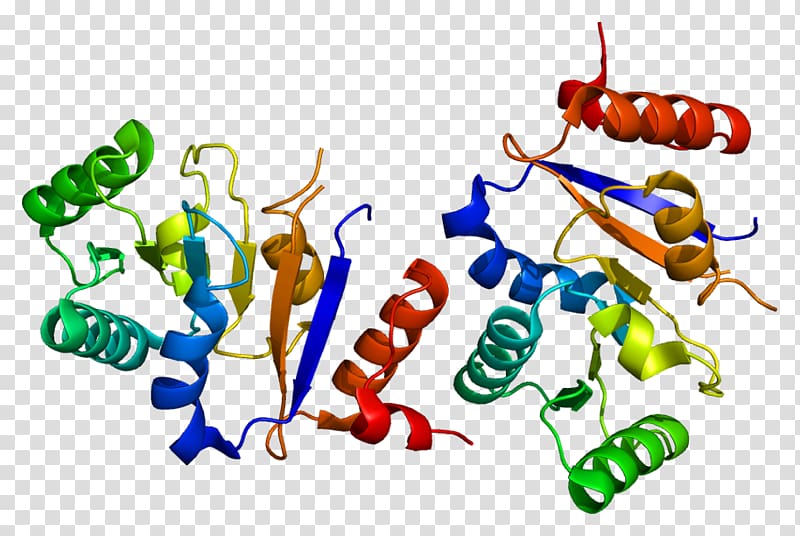 Helicase DEAD box Protein Data Bank Gene, others transparent background PNG clipart