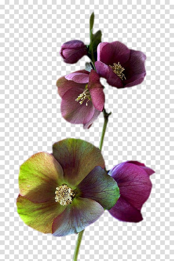 Flower Petal Floral design Plant stem Violet, flower transparent background PNG clipart
