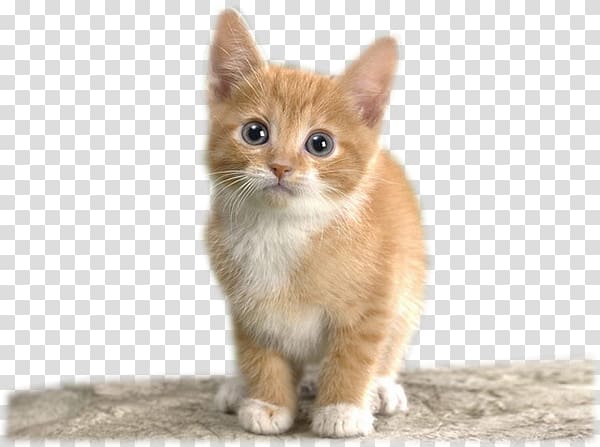 Somali cat Kitten CatScat Dog Felidae, kitten transparent background PNG clipart