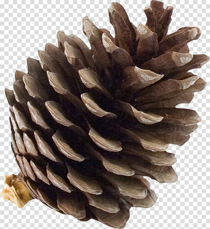 Conifer cone Pine Tree Fototapeta, singapore transparent background PNG clipart