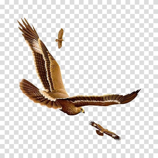 Bird Owl, FLying Eagle transparent background PNG clipart