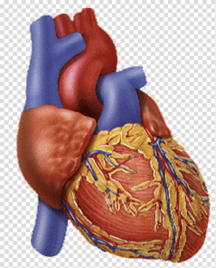 Circulatory system Cardiovascular disease Heart Organ system Blood vessel, heart transparent background PNG clipart