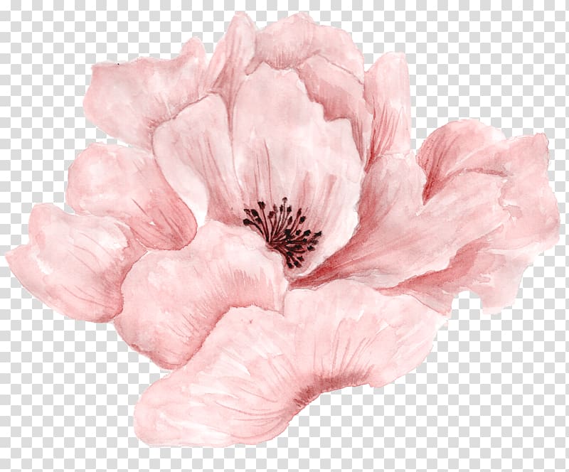 beautiful pink flowers in full bloom transparent background PNG clipart