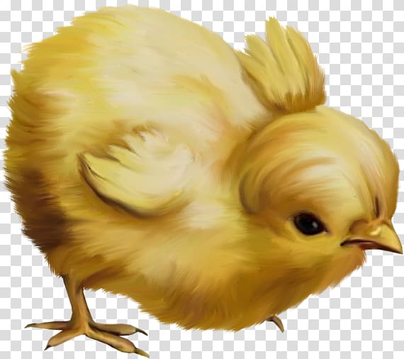 Download hd Chicken Kifaranga Clip Art Transprent Png Free - Animais Da  Fazendinha Png Galinha Transparent Png and use …