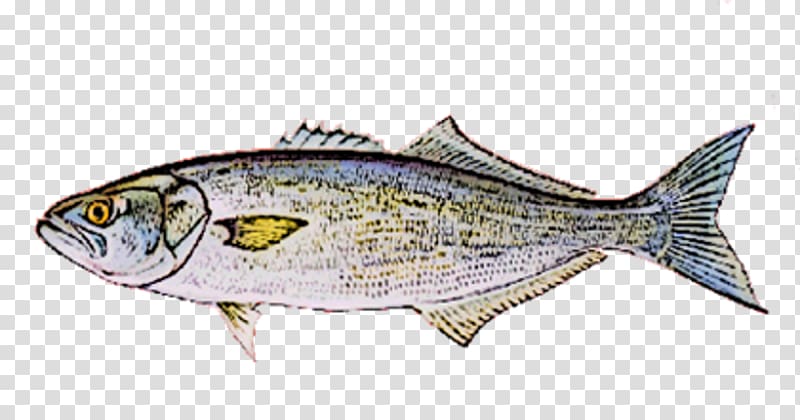 Sardine Fish products Mackerel Oily fish Thunnus, fish transparent background PNG clipart