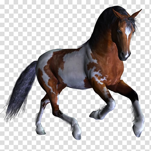 Mustang Stallion Pony Rein Wild horse, mustang transparent background PNG clipart