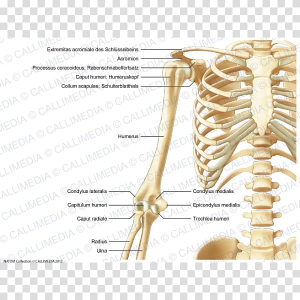 Bone Human skeleton Anatomy Human body Upper limb, arm transparent background PNG clipart