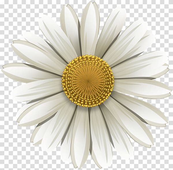 Common daisy German chamomile Flower, chamomile transparent background PNG clipart