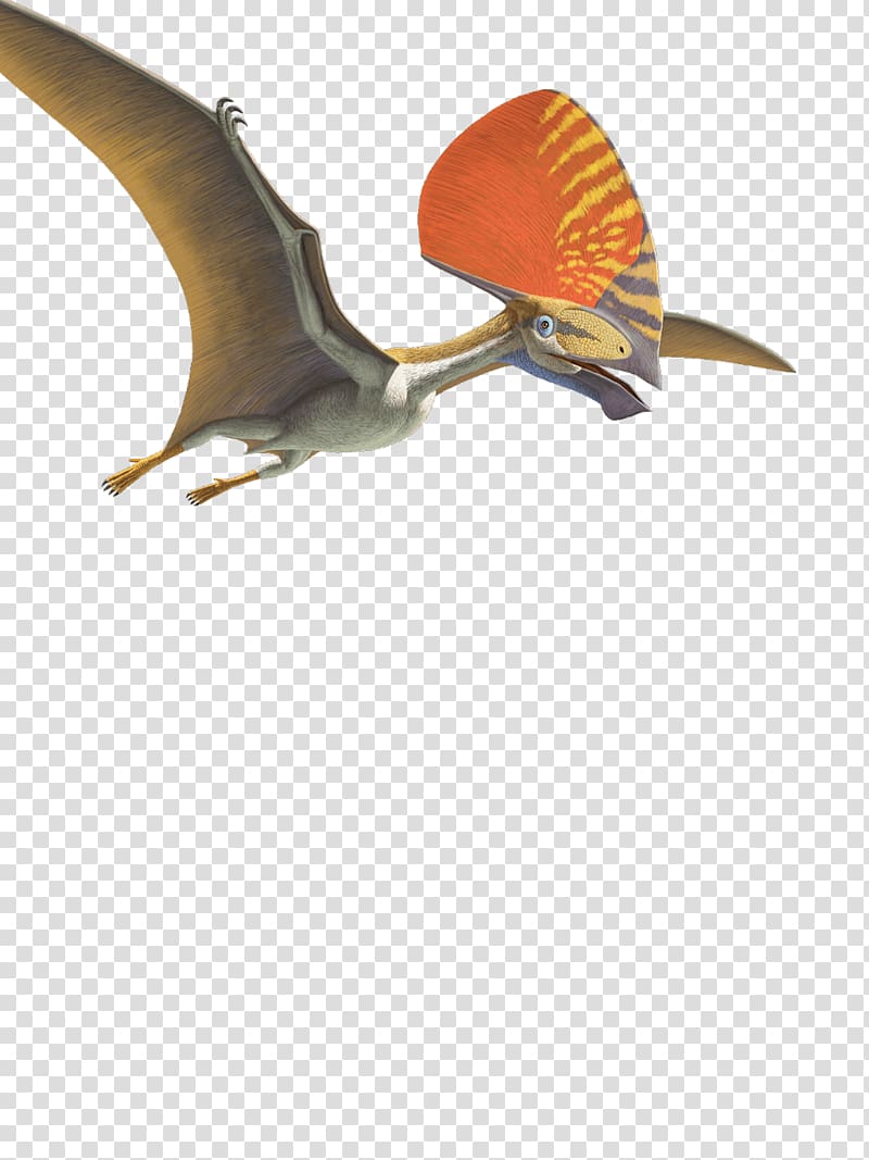 Tupandactylus Pteranodon Pterosaurs Flying Reptiles Pterodaustro, flies transparent background PNG clipart