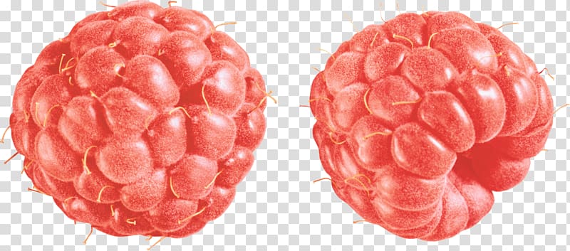 raspberries art, Raspberry Duo Vintage transparent background PNG clipart