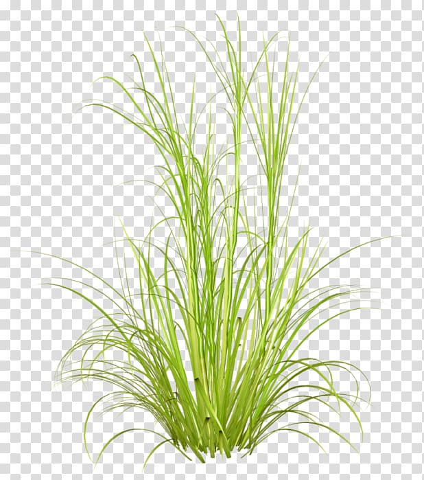 Grasses Desktop Plant Purple Fountain Grass, herbes transparent background PNG clipart