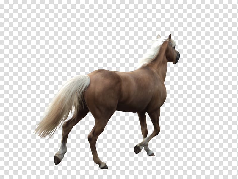 Andalusian horse Mane Cutting Back, Creative hand-painted horse creative horse,Horse back transparent background PNG clipart