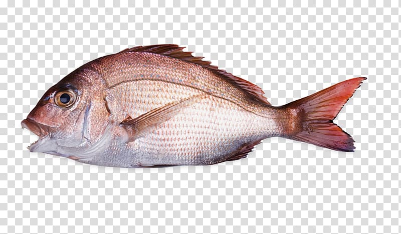 Pagrus major , sea bream transparent background PNG clipart