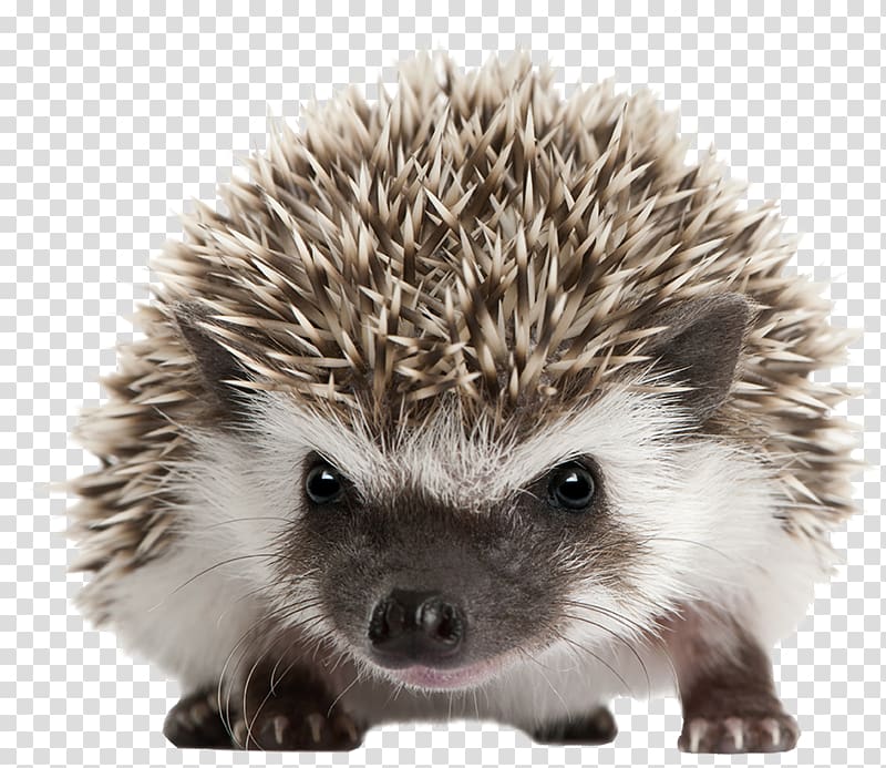 Four-toed hedgehog Domesticated hedgehog Pet North African hedgehog Pygmy peoples, others transparent background PNG clipart