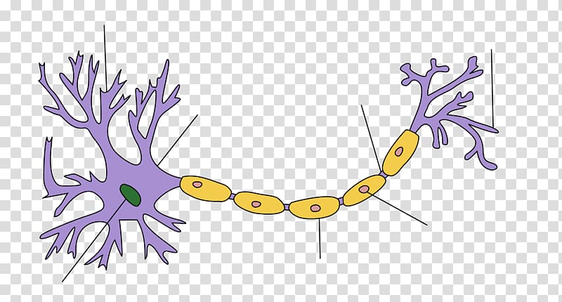 Lower motor neuron Soma Upper motor neuron, Brain transparent background PNG clipart