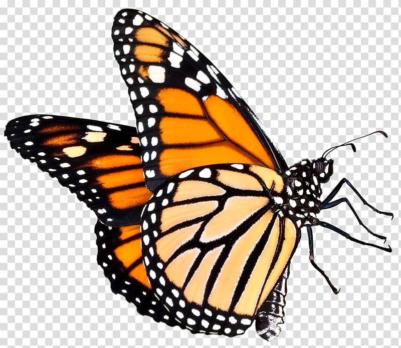 monarch butterfly illustration, The Butterfly Place Monarch butterfly , butterfly transparent background PNG clipart