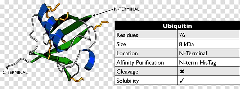 Ubiquitin Post-translational modification Protein Proteasome, technology transparent background PNG clipart