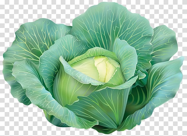 Capitata Group Red cabbage Vegetable Savoy cabbage , cabbage transparent background PNG clipart