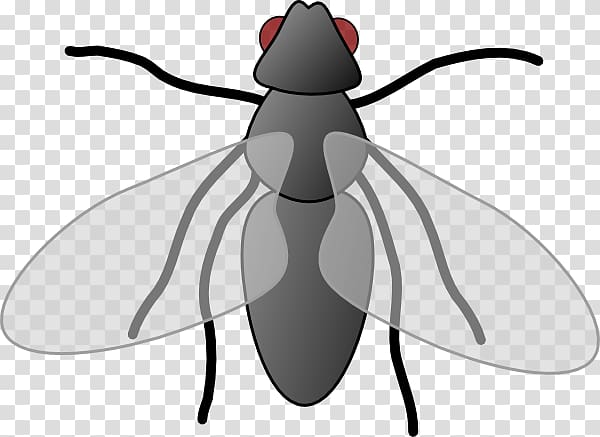Fly Free content , Flies transparent background PNG clipart