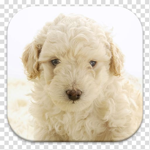 Miniature Poodle Lagotto Romagnolo Standard Poodle Cockapoo Spanish Water Dog, puppy transparent background PNG clipart