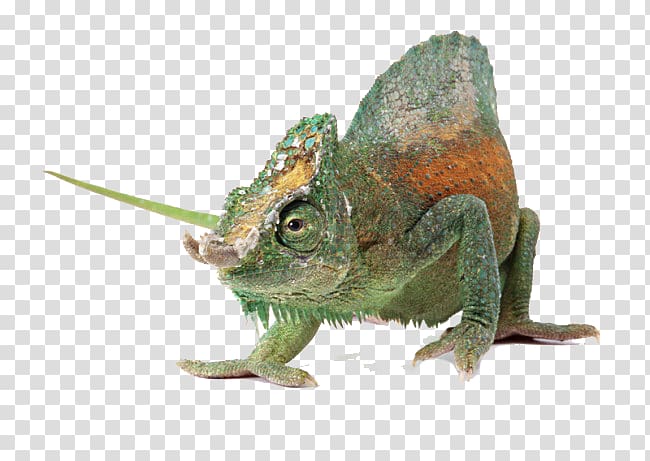 Chameleons Komodo dragon Lizard u722cu884cu52a8u7269: u8725u8734 Reptile, Free buckle chameleon transparent background PNG clipart