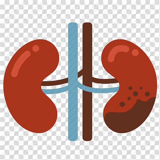 Kidney failure Kidney disease Computer Icons, Kidney Disease transparent background PNG clipart