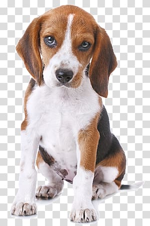 Beagle Greeting & Note Cards Puppy Birthday Gift, puppy transparent background PNG clipart