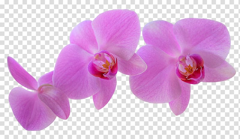 Dendrobium Orchids Cooktown Orchid Flower , flower transparent background PNG clipart