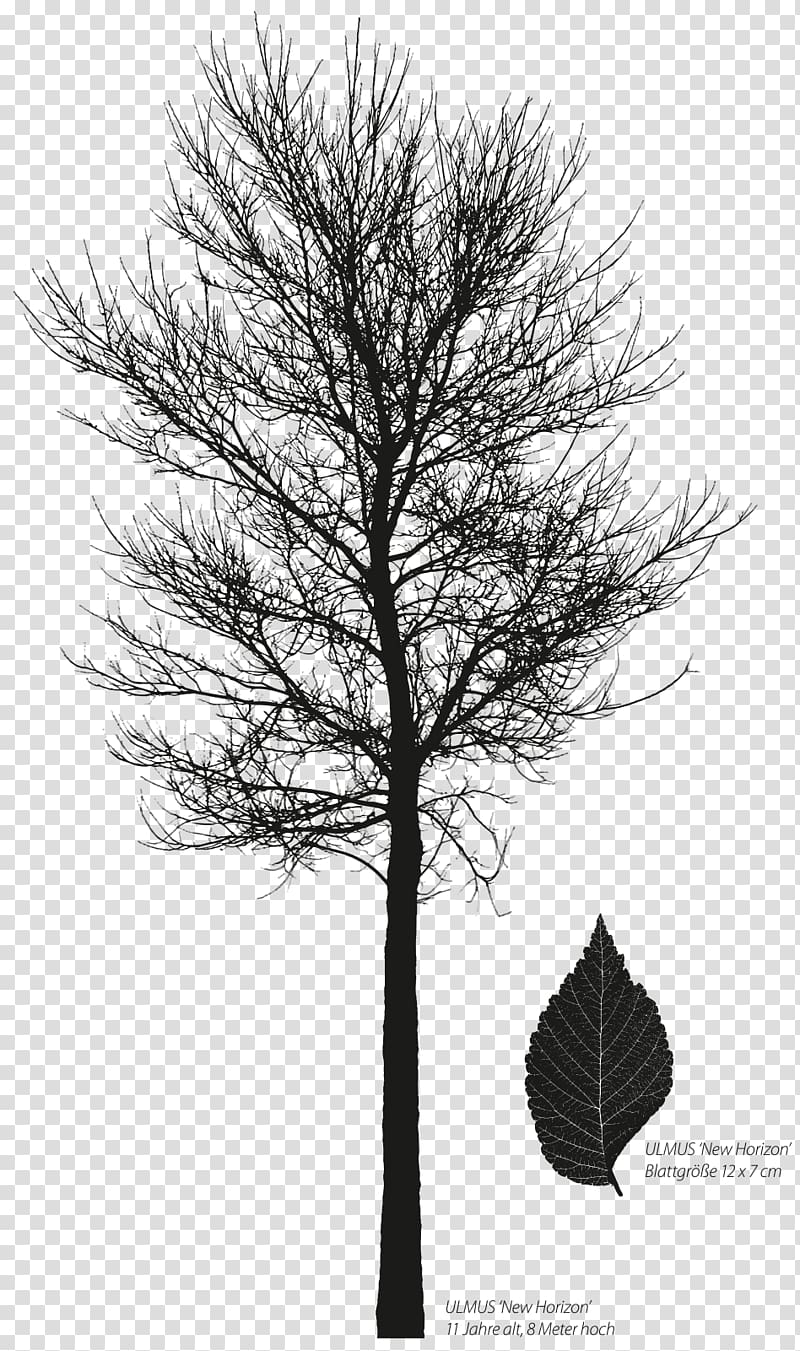 Larch Ulmus 'New Horizon' Pine Siberian elm Ulmus davidiana var. japonica, ulmus transparent background PNG clipart