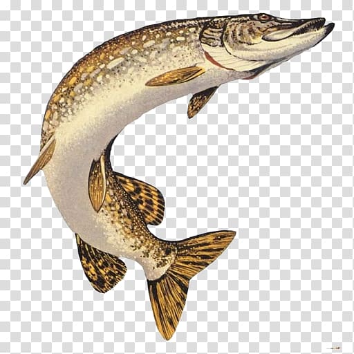 Northern pike Muskellunge Chain pickerel American pickerel Fishing, Fishing transparent background PNG clipart