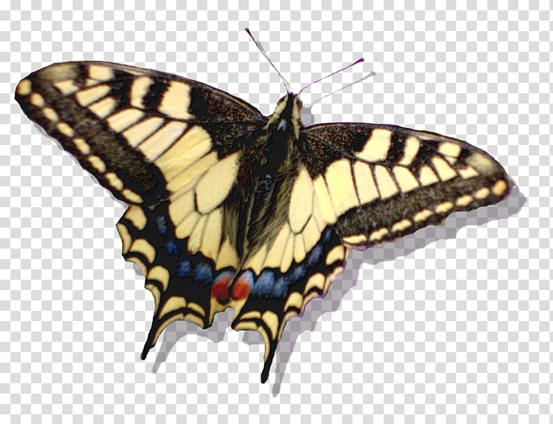 Monarch butterfly Moth, lakota transparent background PNG clipart