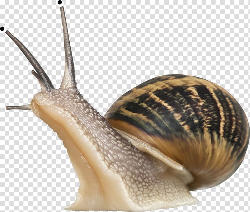 Cornu aspersum Burgundy snail Snail slime Pet, Cute little snail transparent background PNG clipart