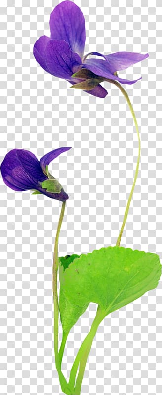 Violet Spring Snowdrop Autumn Flower, violet transparent background PNG clipart