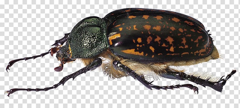 Hercules beetle Scarabs Locust, Black Beetle transparent background PNG clipart