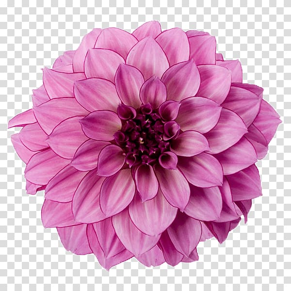 pink flower , Dahlia Purple transparent background PNG clipart