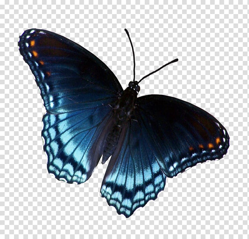 Swallowtail butterfly Insect Limenitis arthemis Blue, butterfly transparent background PNG clipart